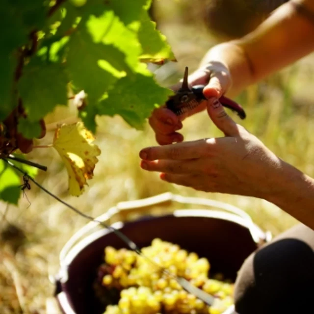 Mains tenant une grappe de raisin blanc - Formation au travail dans les vignes.